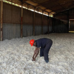 Baumwollernter Lagerhalle Uganda