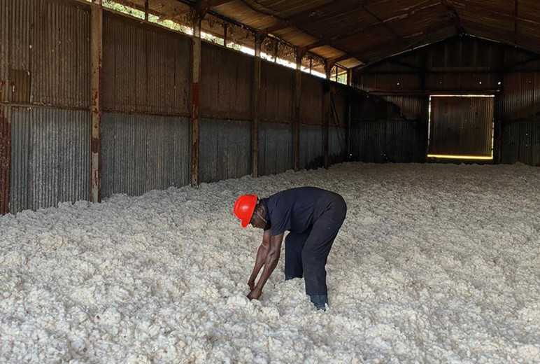 Baumwollernter Lagerhalle Uganda