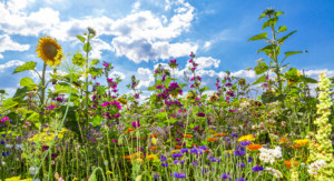 Bunte Blumenwiese für Insekten