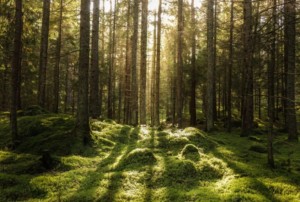 Gut geschützt im Wald: Bäume