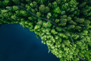 Der Weg zum naturnahmen Wald: Luftbild eines Waldes