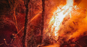 Feuerwehrmänner die versuchen einen Waldbrand zu löschen