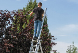 Ein Mann auf einer Leiter stutz die Äste eines Baumes.