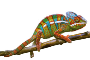 Ein Chamäleon mit rot, grünen und blauen Punkten hät sich an einen Ast.