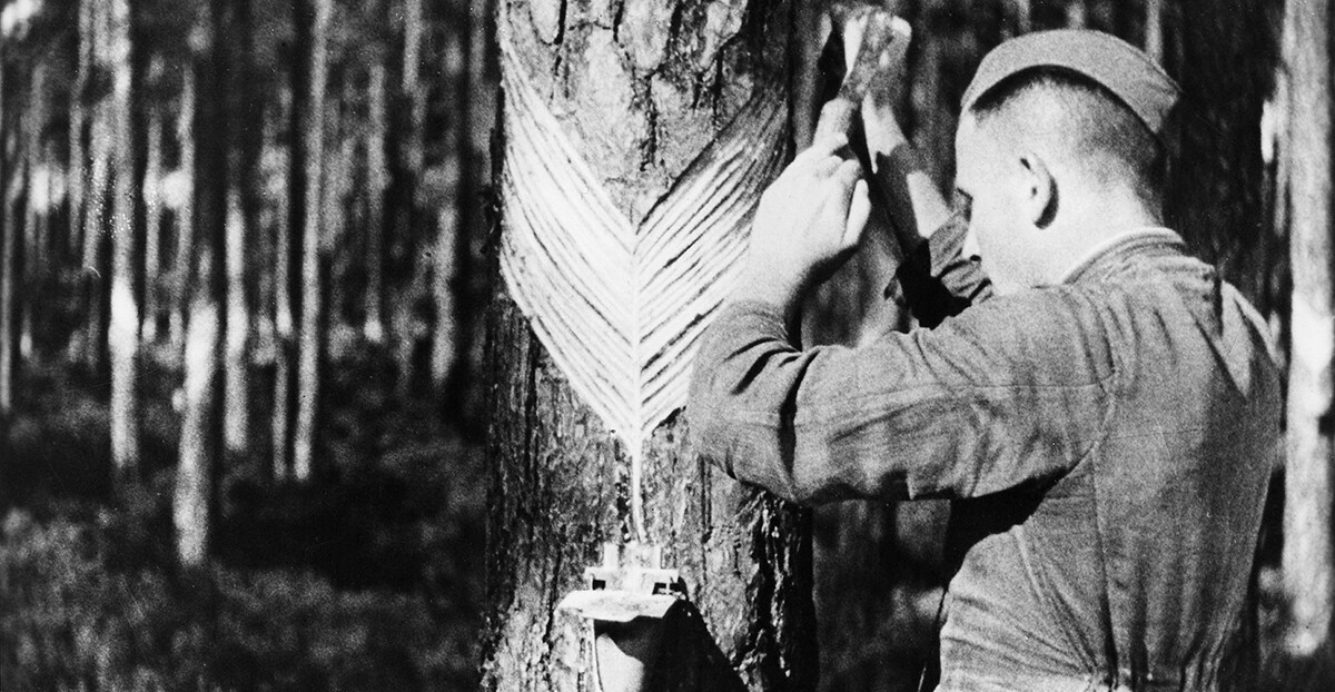 Ein schwarz-weiß-Foto zeigt einen Arbeiter, der mit einem Messer diagonale V-Kerben in die Rinde eines Baums schneidet, um Baumharz in einem kleinen Auffangbehälter zu sammeln.